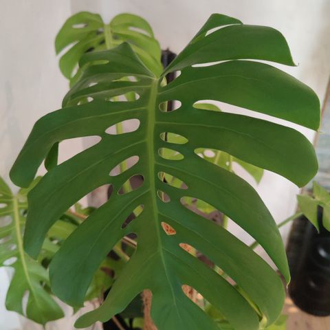 Kjempefin Monstera selges med potte!