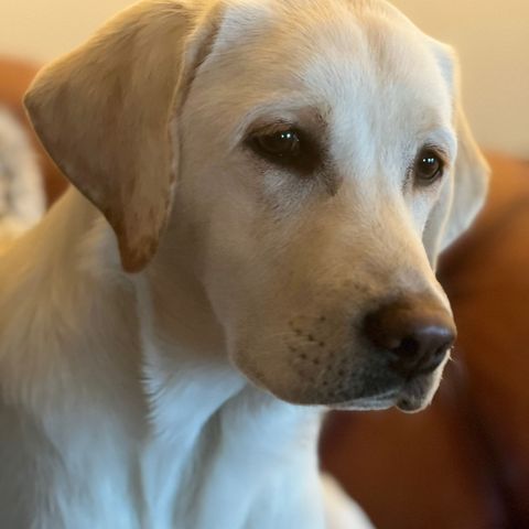 Pedigree Golden Labrador Retriever needs a loving home