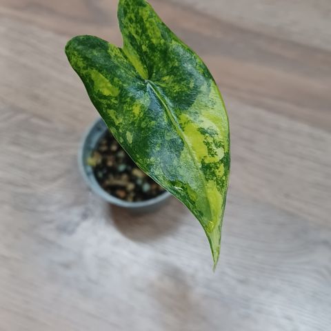 Alocasia zebrina black stem variegata