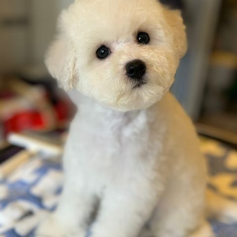 Renraset Bichon Frisé valper. (M stamtavle.)