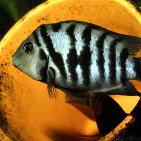 Konvikt cichlid