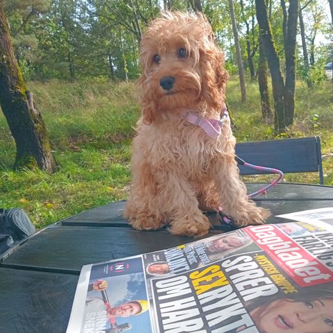 Cockapoo  til salg ! Siste jenter ! 😊 F1 med stamtavle 😊