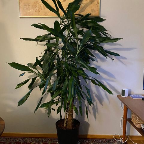 Stor Dracaena