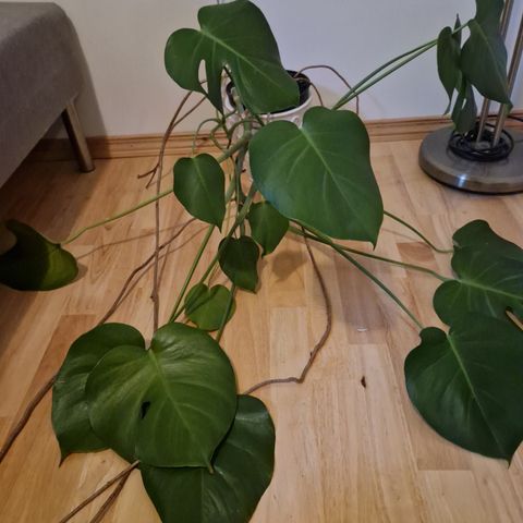 Stor monstera