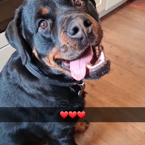 Rottweiler på deltid?