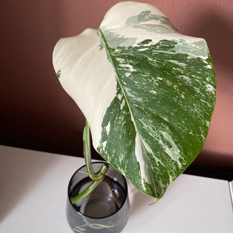 Monstera variegata