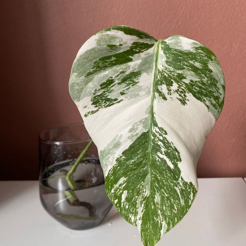 Monstera variegata