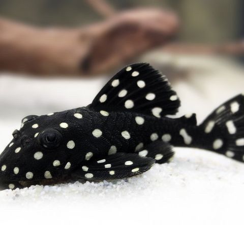 Akvarie fisk, snowpleco L240