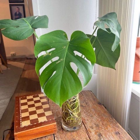 Monstera stiklinger