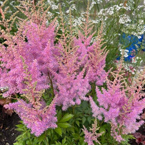 Arendspir Astilbe lys rosa