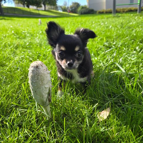 2stk Renrasede langhåret Chihuahua gutter, NKK reg.