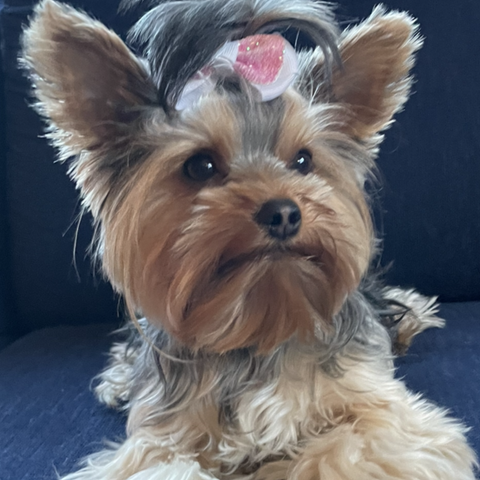 Yorkshire terrier/toy puddel