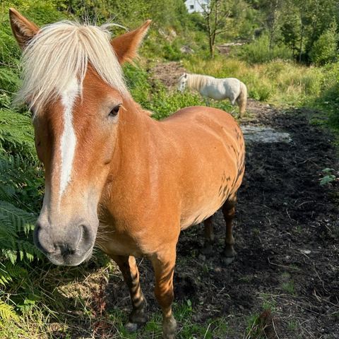 Ønsker en trygg mor og datter hest