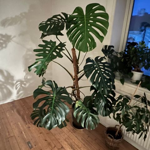 To store Monstera planter inkludert potter trenger nytt hjem