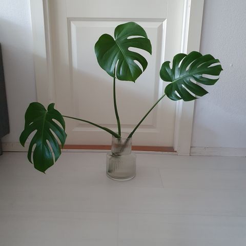 Stor Monstera stikling med mye røtter, klar til å plantes