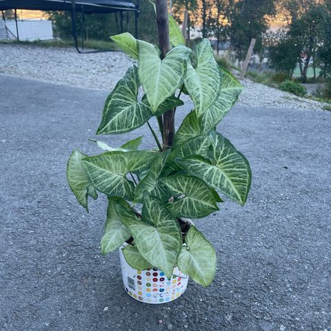 Syngonium podophyllum selges