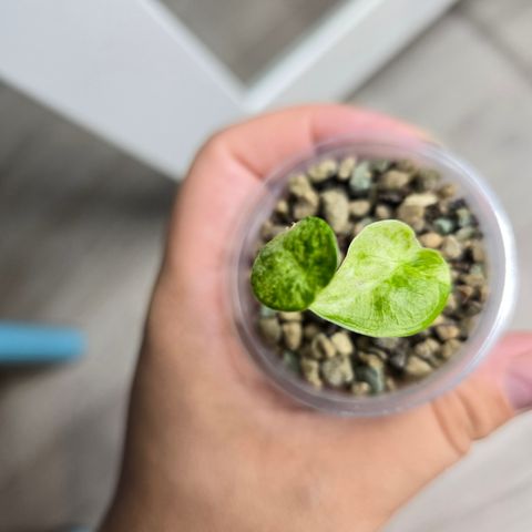 Alocasia Cucullata mint babyplante