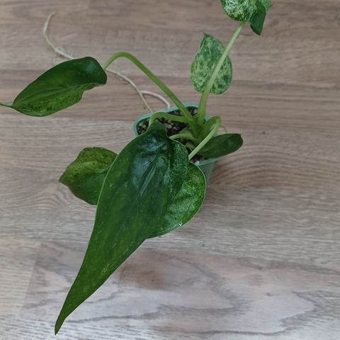 Alocasia cucullata splash