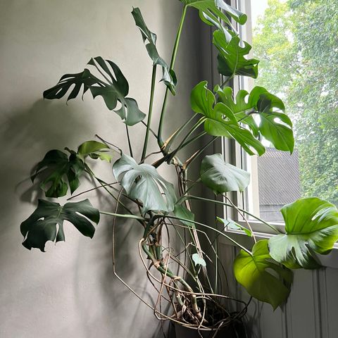 Monstera deliciosa