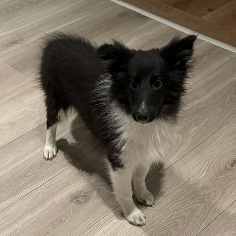 Shetland Sheepdog valp selges