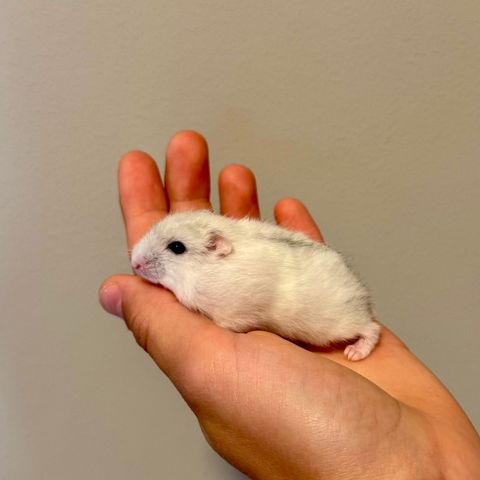 Hamsterbabyer