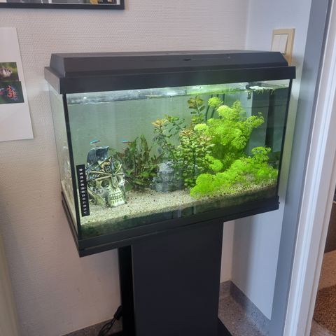 Juwel Akvarium 70 L m tilbehør selges.