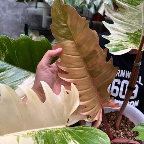 Variegated Philodendron caramel marble