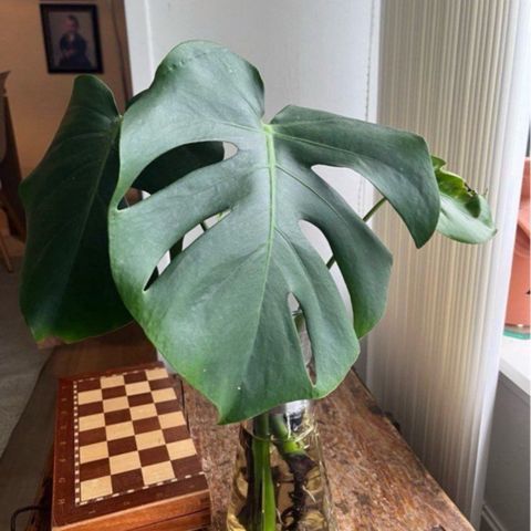 Monstera stikling