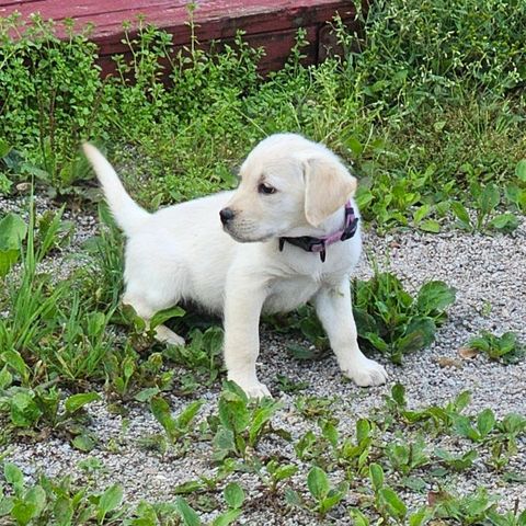 Goldenlabrador  valper