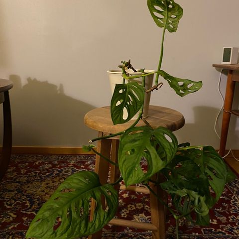 Monstera Adansonii