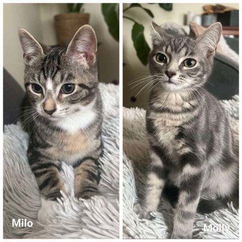 Milo & Molly fra Dyrebeskyttelsen!