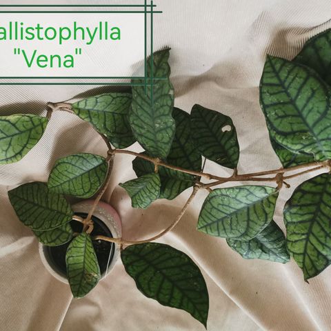 Diverse Hoya, "Vena" clemensiorum Sumatra med flere