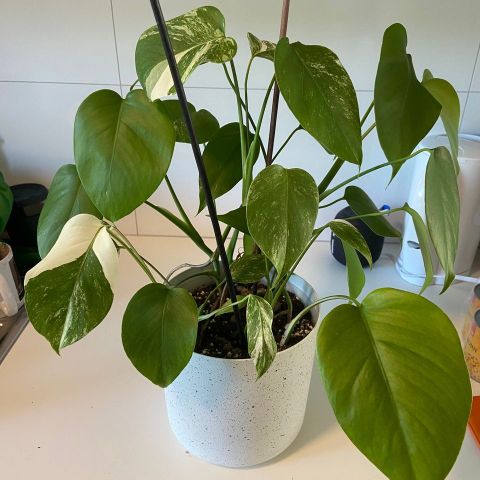 Monstera Variegata plante med potte