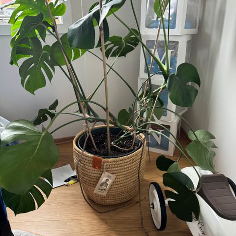 Monstera