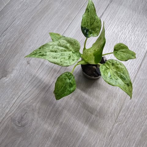 Alocasia Cucullata Albo Splash