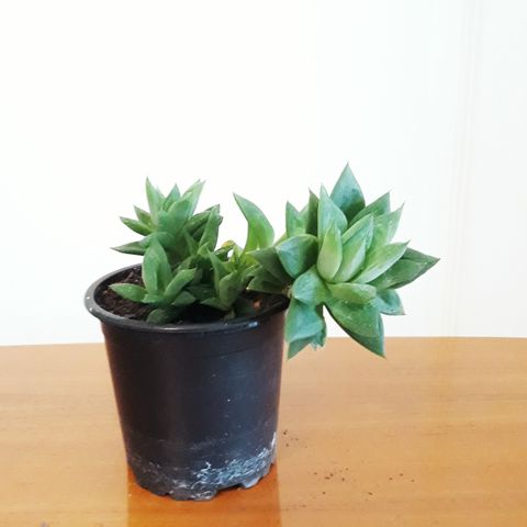 Sukkulent  Haworthia cymbiformis 