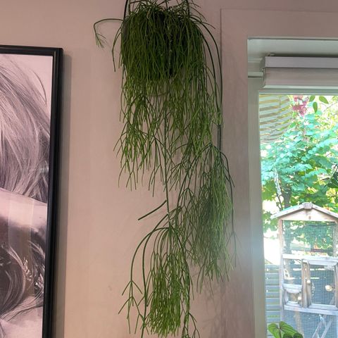 Rhipsalis baccifera