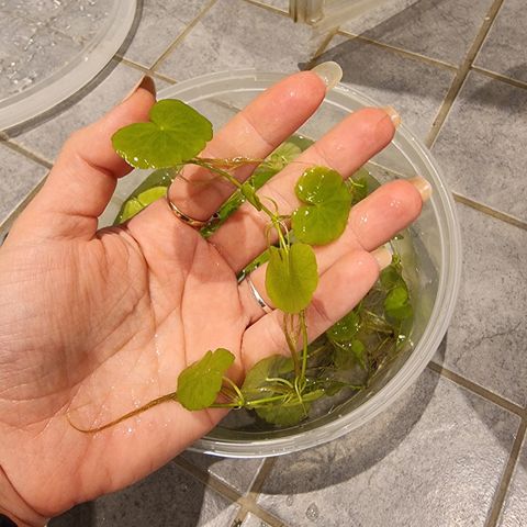 Plante til akvarium - Hydrocotyle leucocephala