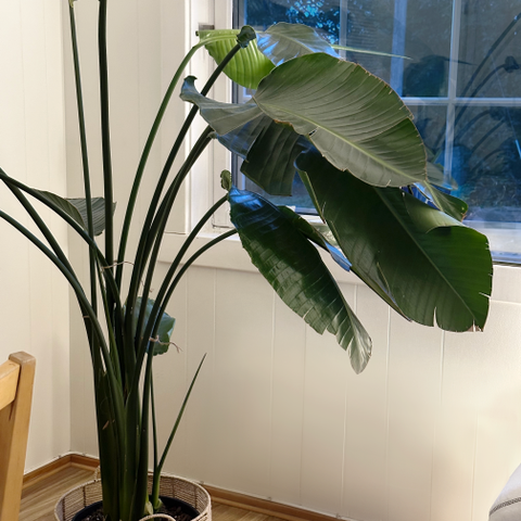 Stor plante – Bird of paradise (Strelitzia)