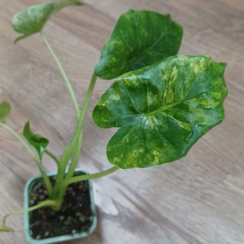 Alocasia gangeana aurea variegata