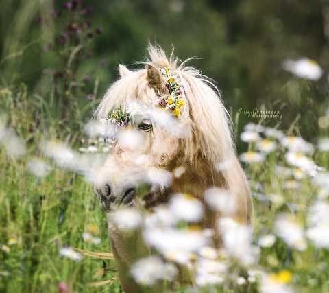 Nydelig Shetlandsponni hoppe 8 år! Gis bort til rett hjem.