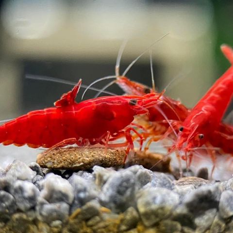 Neocaridina Cherry Red