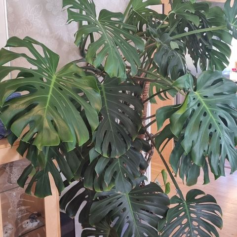 Stor Monstera deliciosa