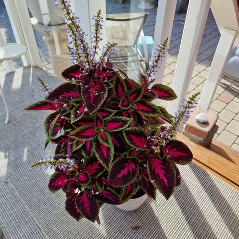 Coleus plante.