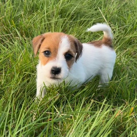 Jack russell tispevalp tilgjengelig for rett hjem, kan leveres Gardermoen