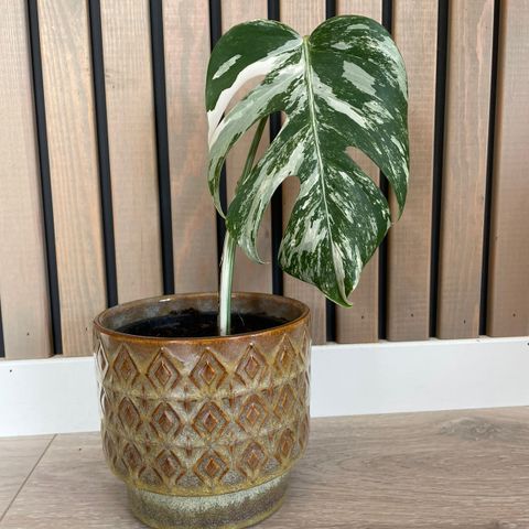 Monstera variegata