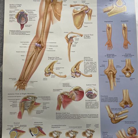 Anatomisk plansje skulder/albue