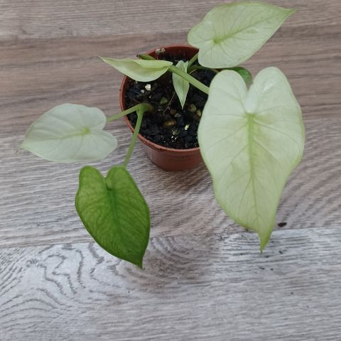 Alocasia gangeana ghost