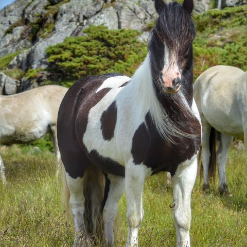 Gypsy cob søker forrytter