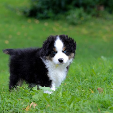 Miniature American Shepherd valper leveringsklare